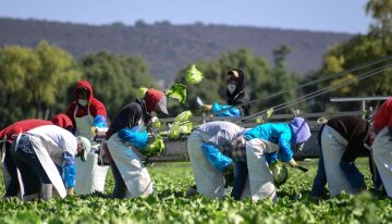 Productores de México, EU y Canadá piden mantener sin cambios el T-MEC: CNA