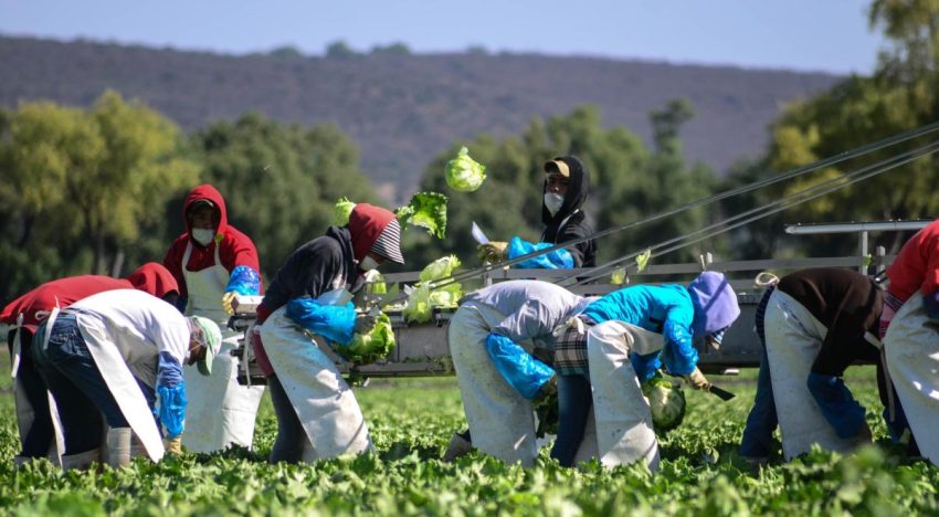 Productores de México, EU y Canadá piden mantener sin cambios el T-MEC: CNA