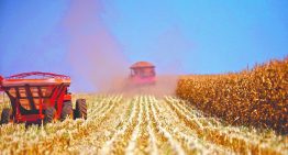 El acuerdo de paz presionó al maíz, al trigo y a la soya