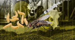 USDA confirma el primer caso de gusano barrenador en en Texas desde 1966