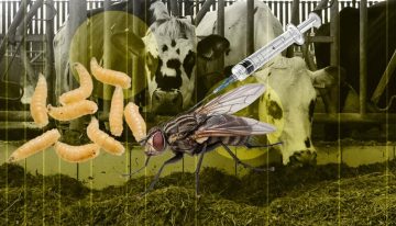 USDA confirma el primer caso de gusano barrenador en en Texas desde 1966