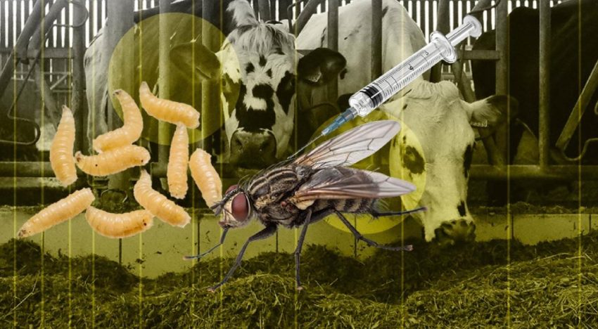 USDA confirma el primer caso de gusano barrenador en en Texas desde 1966