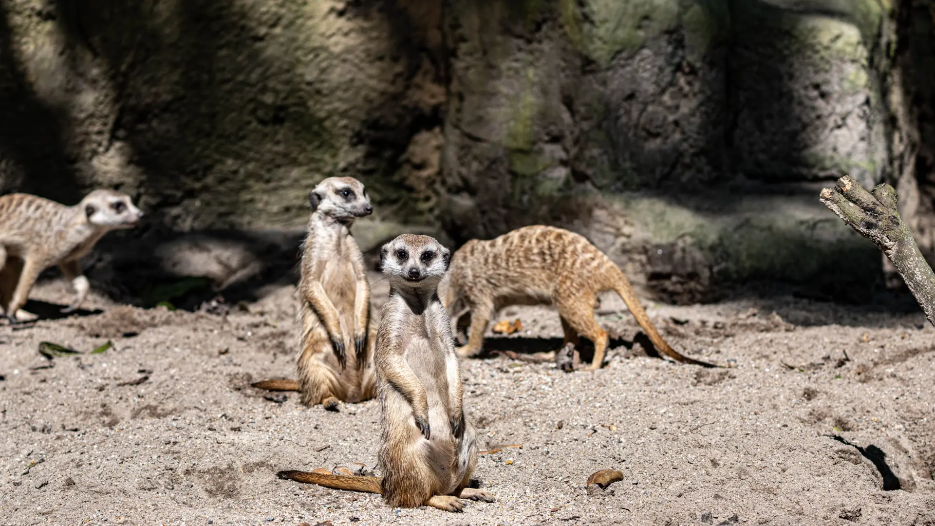 Un zoo neerlandés sacrifica varios suricatos sanos tras peleas internas en el grupo