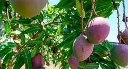 Jalisco apuesta por turismo agroalimentario con Ruta del Mango