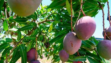 Jalisco apuesta por turismo agroalimentario con Ruta del Mango