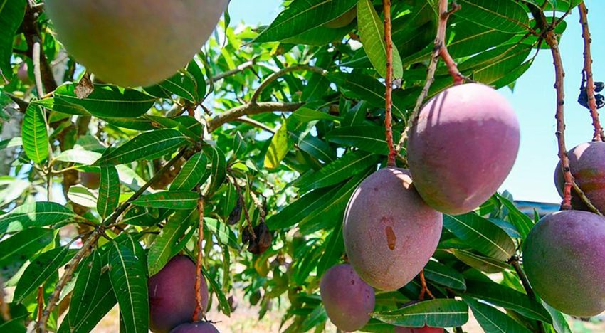 Jalisco apuesta por turismo agroalimentario con Ruta del Mango