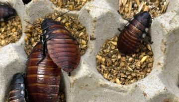 Australia incauta 100.000 cucarachas en redada contra criadero clandestino de insectos