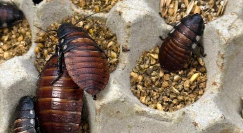Australia incauta 100.000 cucarachas en redada contra criadero clandestino de insectos