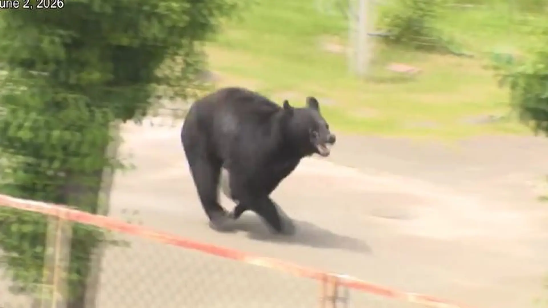 Las autoridades japonesas buscan a un oso «extremadamente inteligente» que ya ha atacado a cuatro personas