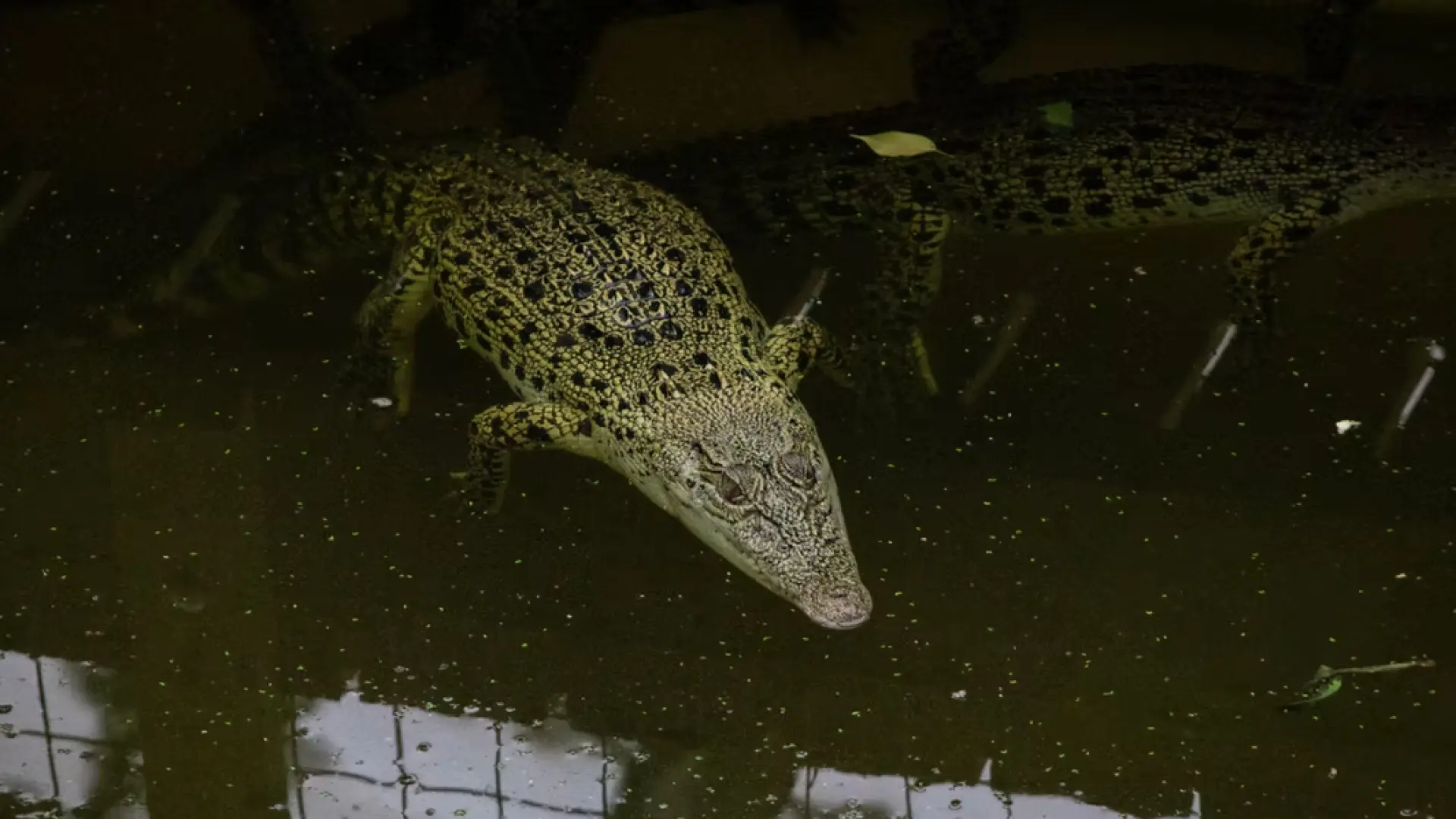 Detenido por intento de asesinato tras presuntamente lanzar a un niño de tres años a los cocodrilos de un zoo en Reino Unido