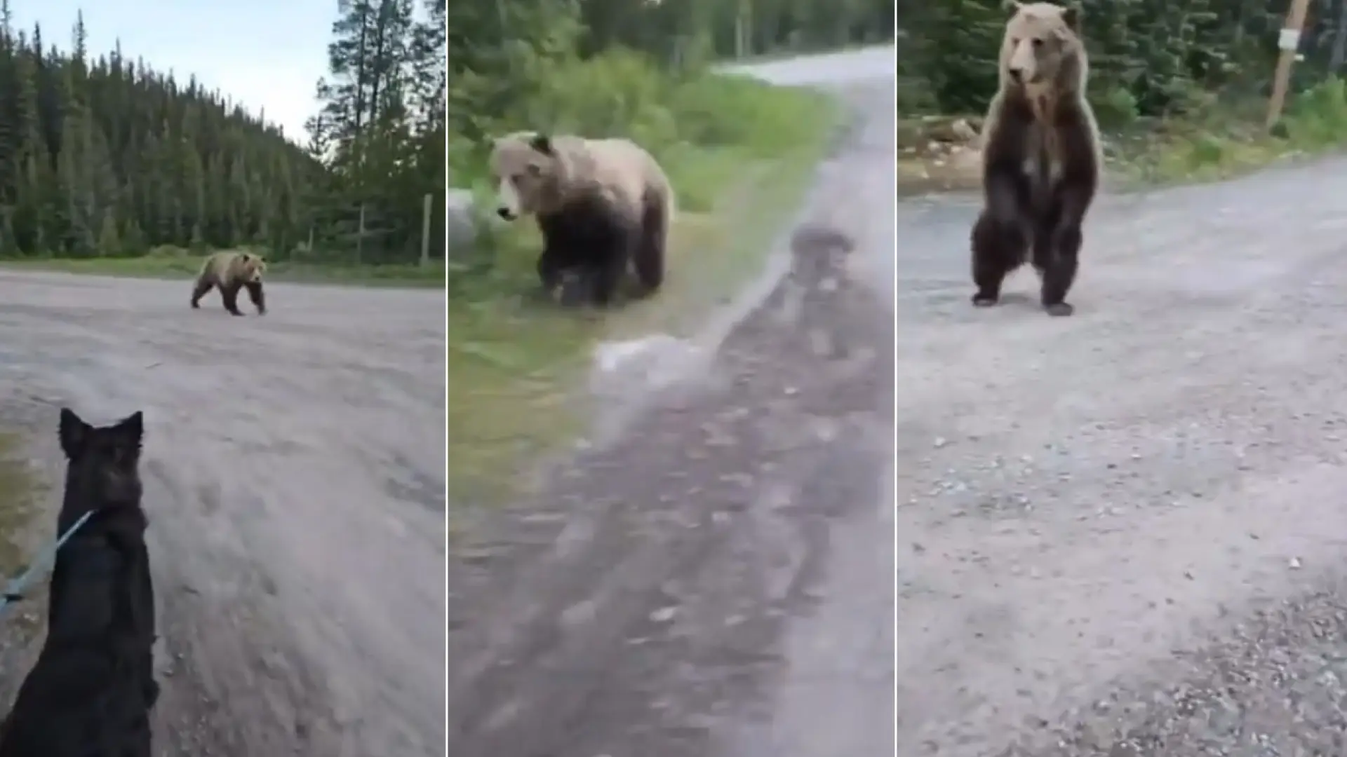 El aterrador momento en el que una mujer y su perro se encuentran cara a cara con un oso grizzly durante un paseo en Canadá