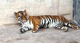 FGR decomisa en rancho tigres y decenas de otros animales