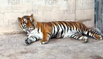 FGR decomisa en rancho tigres y decenas de otros animales
