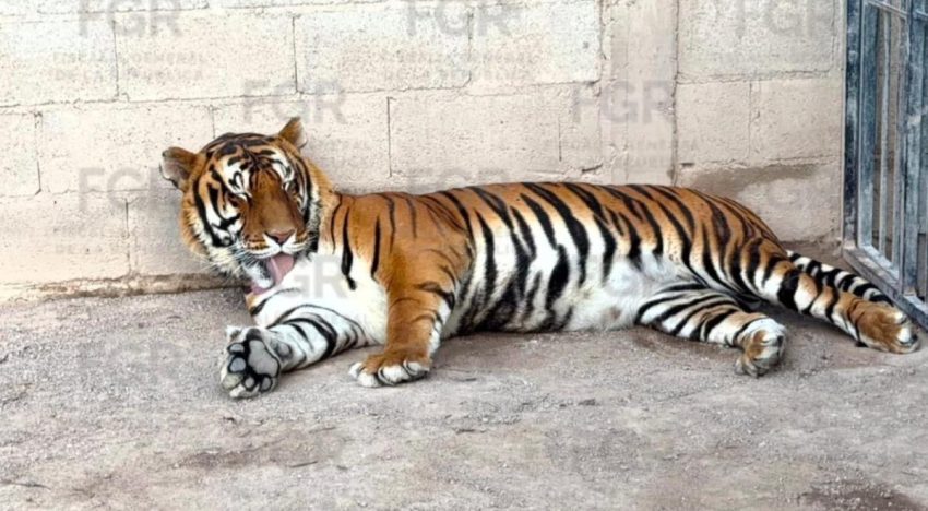 FGR decomisa en rancho tigres y decenas de otros animales