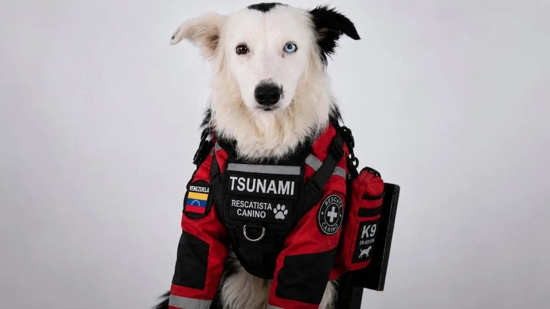 «Silencio absoluto, llega Tsunami»: así es el perro rescatista que sufrió maltrato y ahora salva vidas entre los escombros en Venezuela