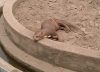VIDEO: nutria en el Parque del Este volvió a preocupar a ecologistas y amantes de la naturaleza