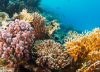 Se activa plan para frenar el avance de coral invasor que afecta al mar Caribe