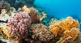 Se activa plan para frenar el avance de coral invasor que afecta al mar Caribe