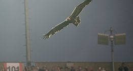 Qué es el ritual del águila que se hizo antes del amistoso entre Argentina e Islandia en Alabama