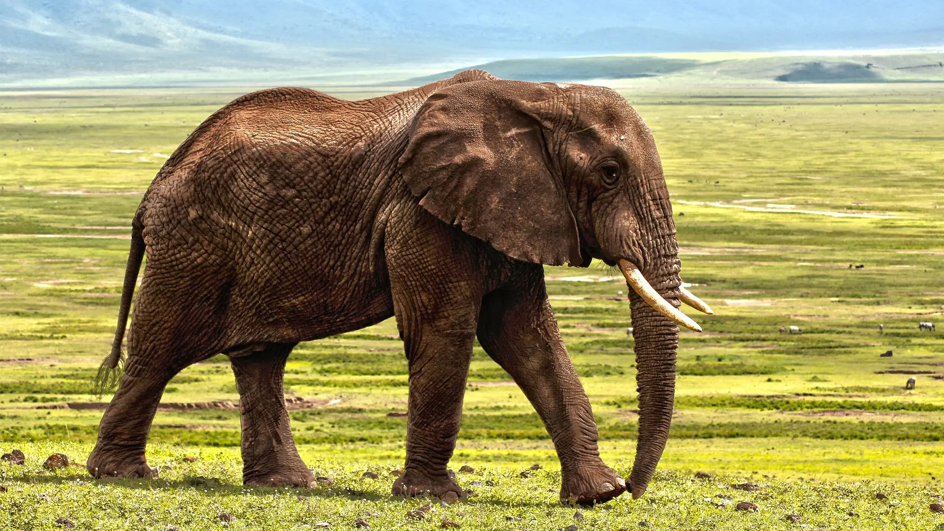 El zoo de Zúrich sacrifica a un elefante recién nacido incapaz de ponerse en pie