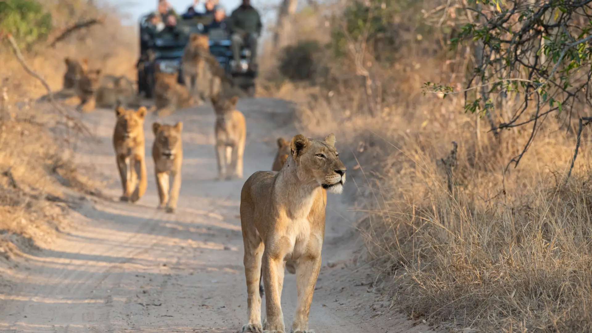 Detenidas dos personas por el asesinato a puñaladas de dos turistas en el parque Kruger de Sudáfrica