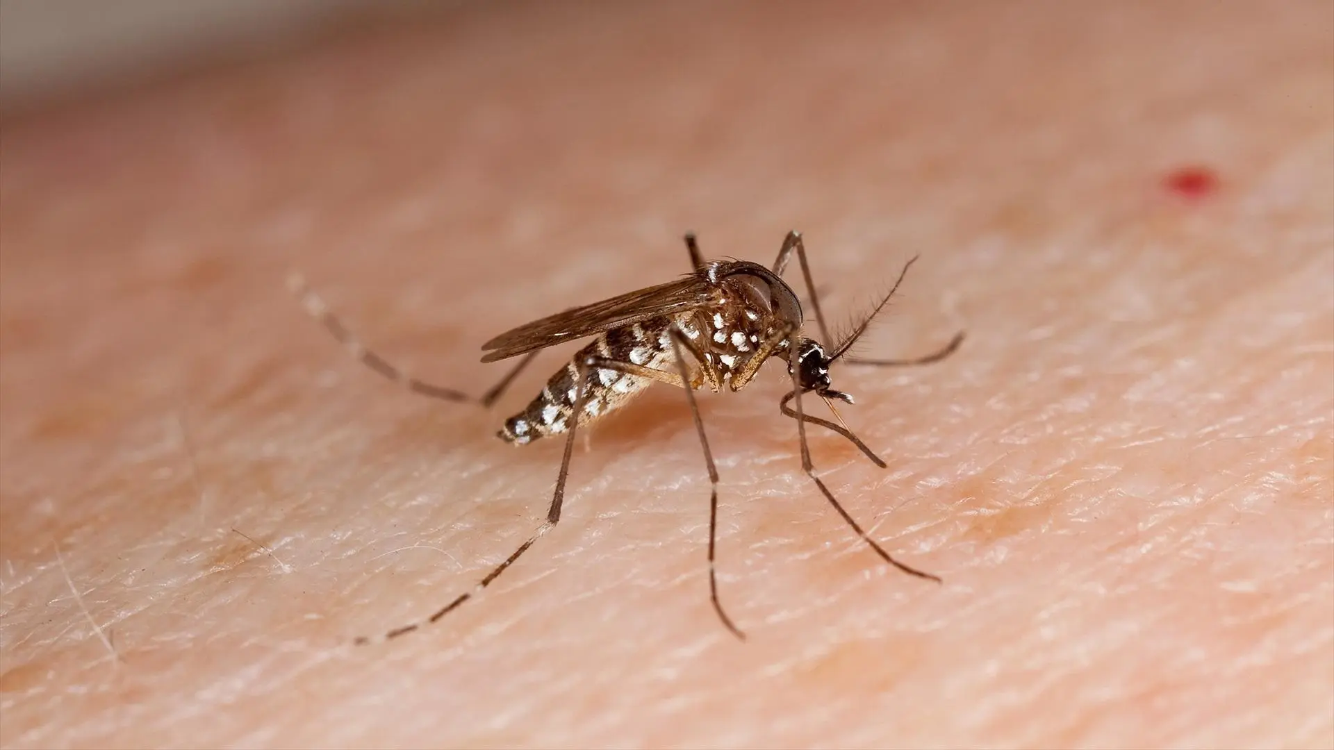 Un documento desclasificado revela que EEUU liberó mosquitos con enfermedades en zonas habitadas como experimento