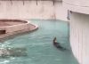 Antes y después: Así fue reacondicionado el hábitat de las famosas nutrias del Parque del Este (VIDEOS)