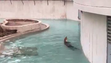 Antes y después: Así fue reacondicionado el hábitat de las famosas nutrias del Parque del Este (VIDEOS)