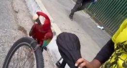 Guacamaya «se hizo la Willie Mayz» en Caricuao para que le «dieran la cola» (VIDEO)
