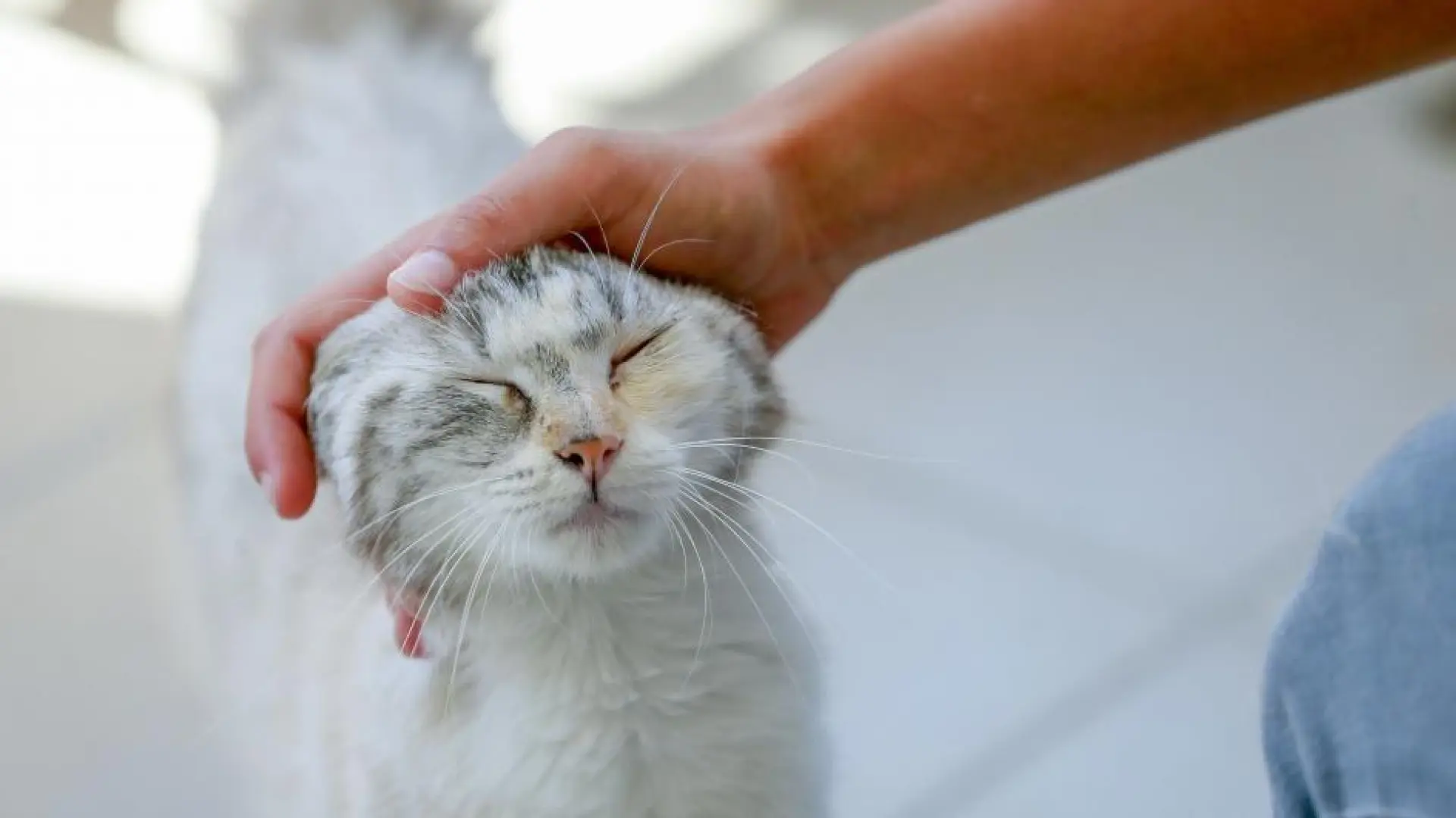 Acariciar gatos puede hacernos sentir peor cuando estamos estresados, según un estudio