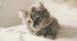Ni limón ni lavanda, este verano el perfume que está arrasando es el «olor a gatito suave» (Sí, has leído bien)