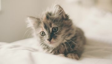 Ni limón ni lavanda, este verano el perfume que está arrasando es el «olor a gatito suave» (Sí, has leído bien)