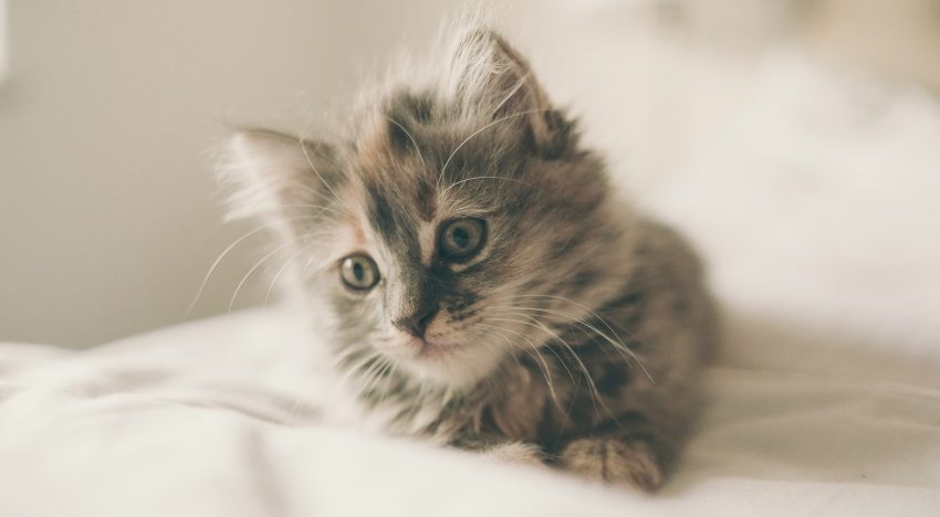 Ni limón ni lavanda, este verano el perfume que está arrasando es el «olor a gatito suave» (Sí, has leído bien)