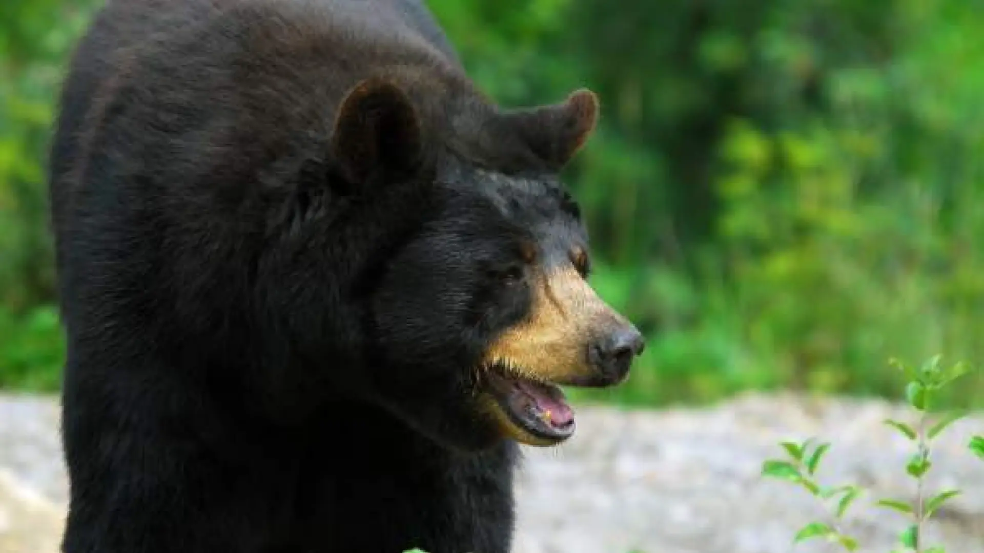La policía busca al oso que asaltó la nevera de una pareja y que está detrás de una oleada de robos en una ciudad japonesa