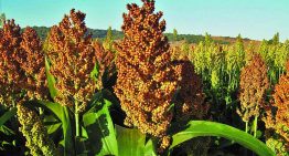 China elevará compra de sorgo sinaloense