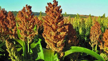 China elevará compra de sorgo sinaloense