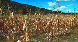 Suman más de 19,000 hectáreas siniestradas hasta mayo
