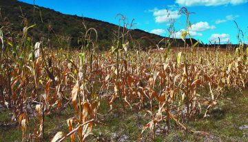 Suman más de 19,000 hectáreas siniestradas hasta mayo