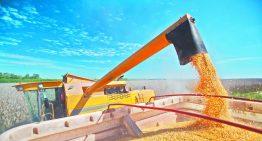 Futuros del trigo y el maíz al alza tras el informe del USDA