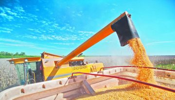 Futuros del trigo y el maíz al alza tras el informe del USDA