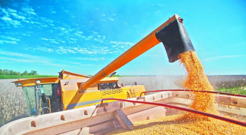 Futuros del trigo y el maíz al alza tras el informe del USDA