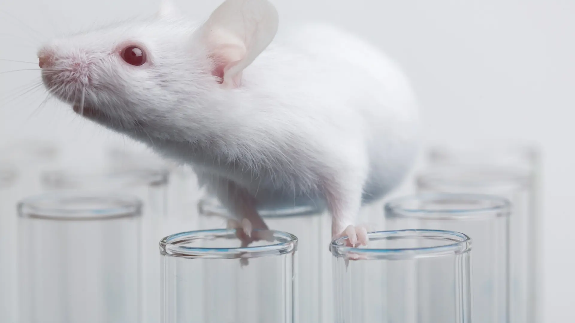 Ratones ciegos que vuelven a ver: la esperanzadora investigación con prótesis moleculares