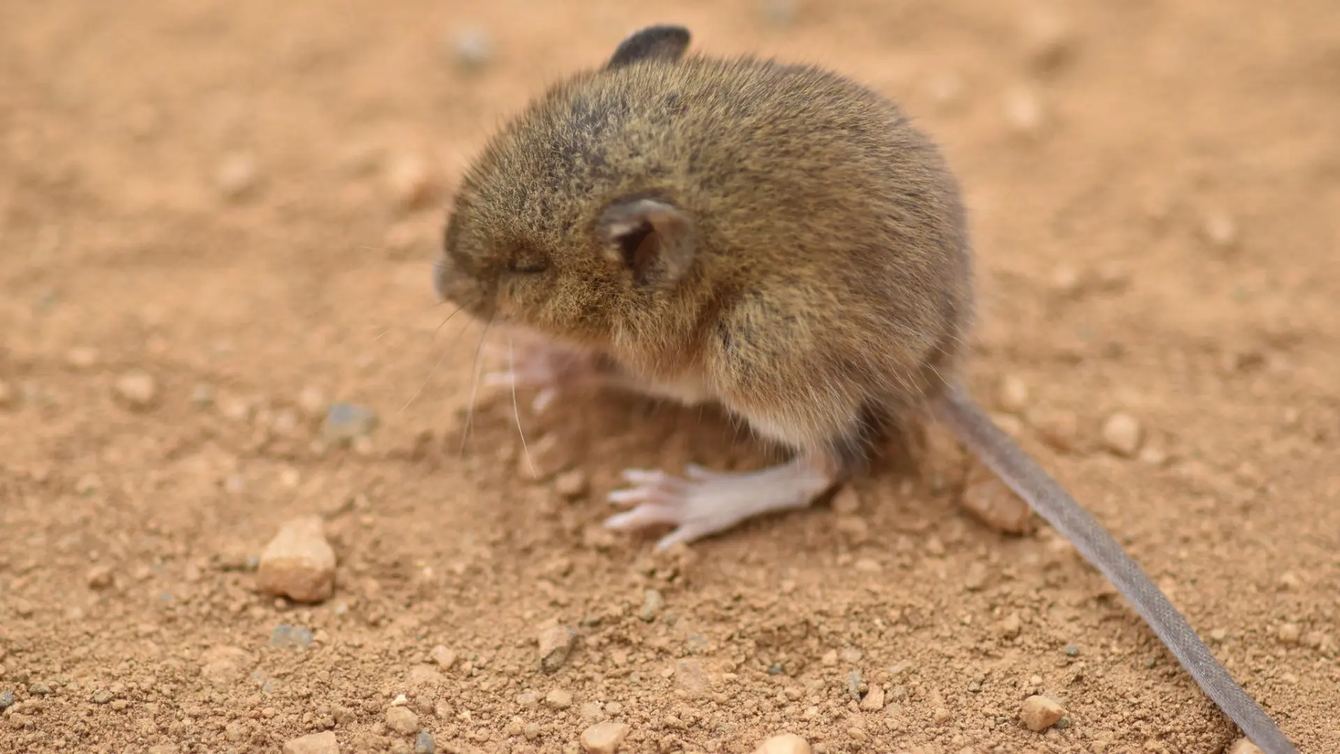 Venezuela confirma la muerte de tres personas por hantavirus