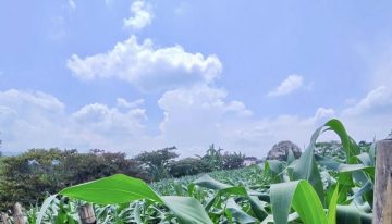 Morelos rehabilita 25.5 km de vías rurales para fortalecer la actividad agropecuaria