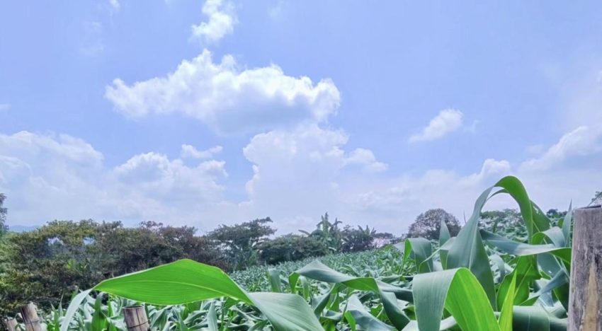 Morelos rehabilita 25.5 km de vías rurales para fortalecer la actividad agropecuaria