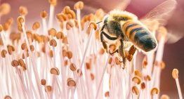 A unos días de cerrar, la convocatoria al 7° Concurso Mosaico Natura de fotografía