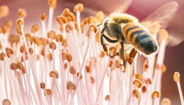 A unos días de cerrar, la convocatoria al 7° Concurso Mosaico Natura de fotografía