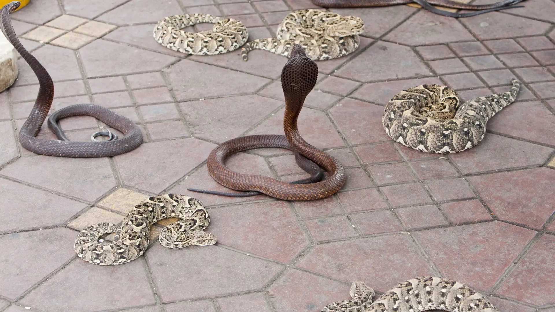 Terror en un pueblo de China: un tifón provoca una invasión de serpientes y una mujer muere por la picadura de una cobra