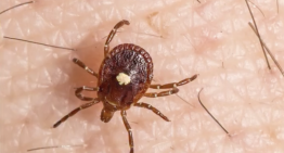 Una picadura de garrapata puede causar alergia a la carne