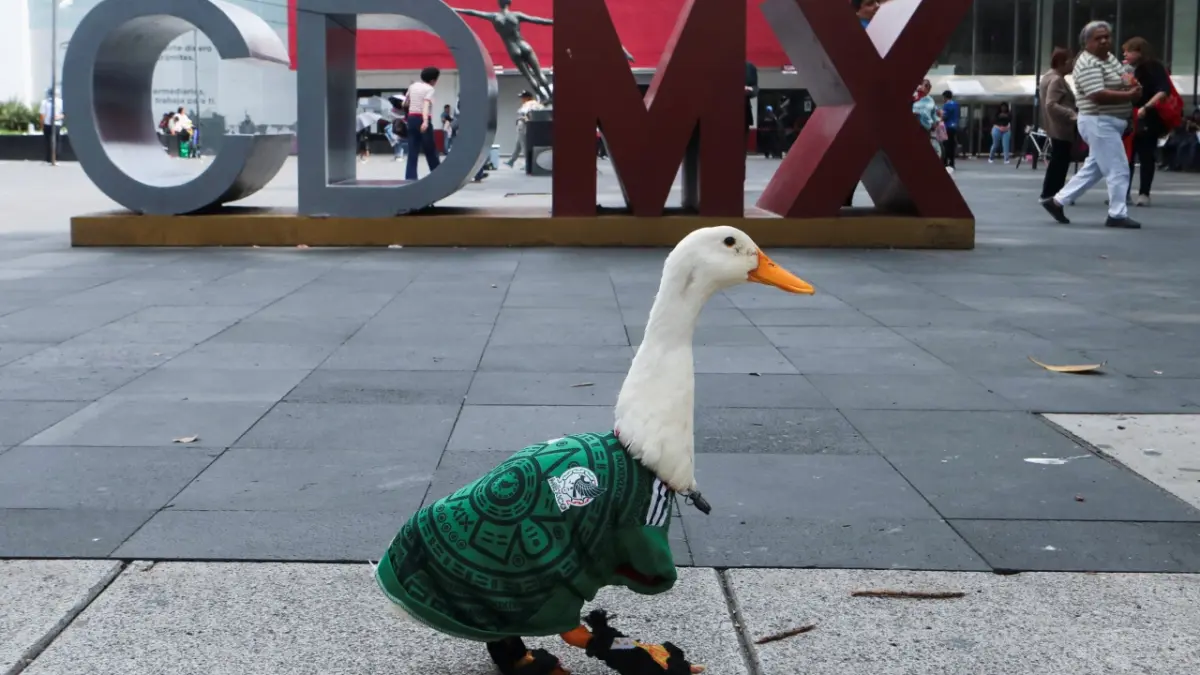 Gobierno apoya a la familia del pato Merlín